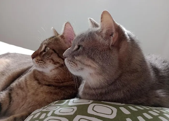 La Casa Dei Gatti Paros * Kalami (Paros)