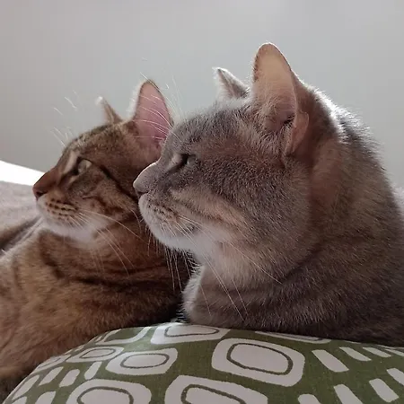 La Casa Dei Gatti Paros * Kalami (Paros)